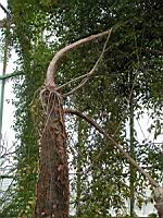 Cyphostemma laza Descoings (fam Vitacees) (Madagascar) (2) (Photo F. Mrugala)